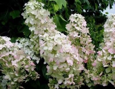 Hortensja bukietowa PINK LADY Hydrangea paniculata /C5