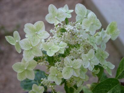 Hortensja bukietowa SHIKOKU FLASH Hydrangea paniculata /C3 *K17
