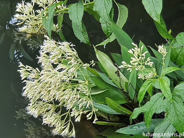 Sadziec BIAŁY Eupatorium albus /C2 *K16