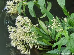 Sadziec BIAŁY Eupatorium albus /C2 *K16