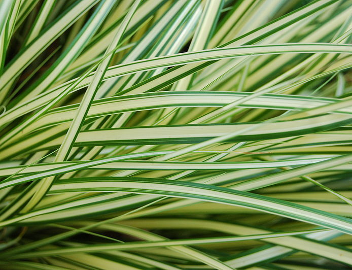 Carex oshimensis MAXIGOLD Turzyca oszimska /C2 *PA