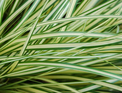 Carex oshimensis MAXIGOLD Turzyca oszimska /C2 *PA