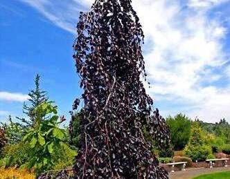 Buk płaczący HAAREN Fagus sylvatica 