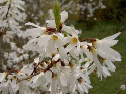 Abeliofylum koreańskie Abeliophyllum distichum BIAŁA forsycja C5/60-80cm *21