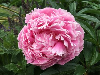 Piwonia drzewiasta JASNO RÓŻOWA (RUAN YU WEN XIANG) Paeonia suffruticosa C3/30cm *T10