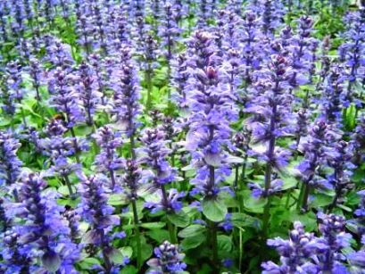 Dąbrówka rozłogowa ATROPURPUREA Ajuga reptans -10szt. sadzonek kopanych