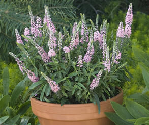 Przetacznik karłowy SWEET LULLABY  Veronica spicata /C2,5
