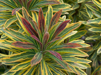 Wilczomlecz ASCOT RAINBOW Euphorbia characias /P9 *K7