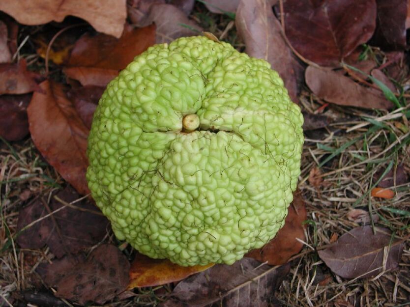 Żółtnica pomarańczowa syn.Cudrania Maclura pomifera C15/1,6-1,8m *K15
