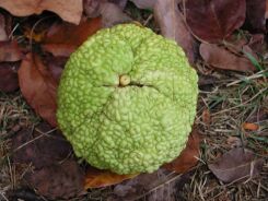 Żółtnica pomarańczowa syn.Cudrania Maclura pomifera C15/1,6-1,8m *K15