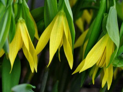 Jagodowiec wielkokwiatowy PALLIDA Uvularia grandiflora /P9 *K10