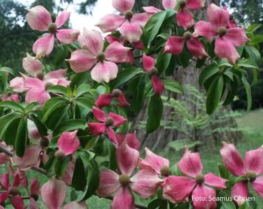 Dereń głowiasty KILMACURRAGH ROSE Cornus capitata C2/40-60cm *K8