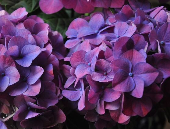 Hortensja ogrodowa DEEP PURPLE® Hydrangea macrophylla /C10 *P