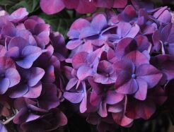 Hortensja ogrodowa DEEP PURPLE® Hydrangea macrophylla /C10 *P