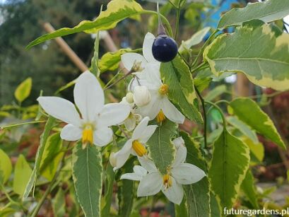 Psianka jaśminowa VARIEGATUM Solanum jasminoides C2/60-80cm *G3
