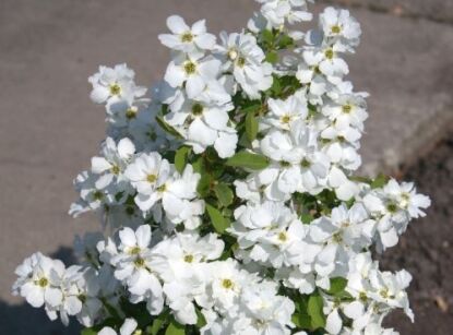 Obiela kolumnowa MAGICAL SPRINGTIME 'Kolmaspirit' Exochorda - drzewko C10/1,3-1,5m *11