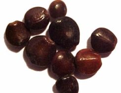 Japońskie Drzewo Rodzynkowe Howenia słodka Hovenia dulcis C6/1,2-1,5m *K8