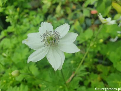 Zawilec Leveille'a Anemone leveillei /P9 *K25