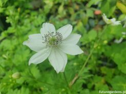 Zawilec Leveille'a Anemone leveillei /P9 *K25