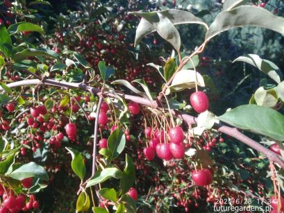 Oliwnik wielokwiatowy Jagoda Gumi Elaeagnus multiflora C2/40-60cm *K6