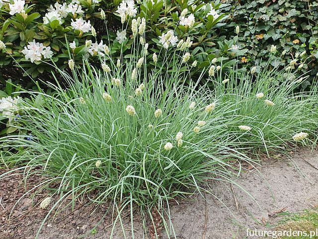 Sesleria błękitna S. skalna Sesleria caerulea /C2 *K5