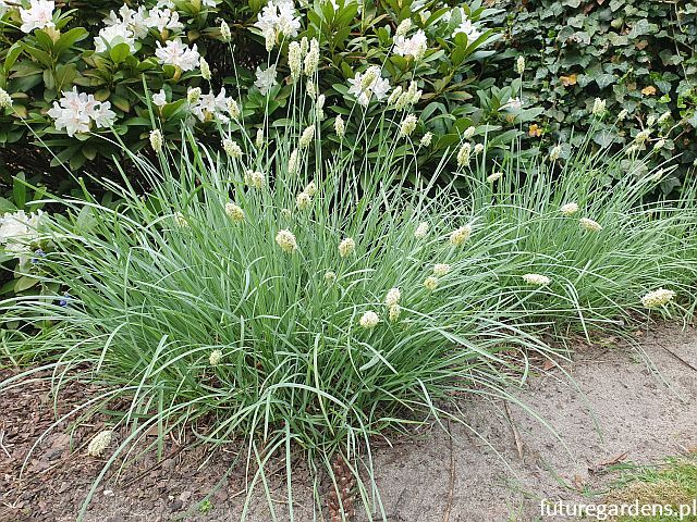 Sesleria skalna Sesleria caerulea /C2 *K5