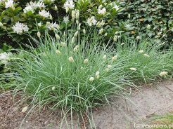 Sesleria skalna Sesleria caerulea /C2 *K26