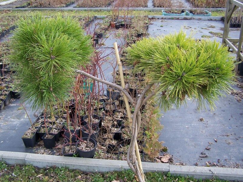 Sosna czarna HELGA pleciona, 3-PNIOWA Pinus nigra (bonsai nr 3) 