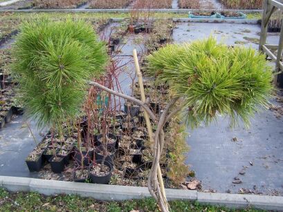 Sosna czarna HELGA pleciona, 3-PNIOWA Pinus nigra (bonsai nr 3) 