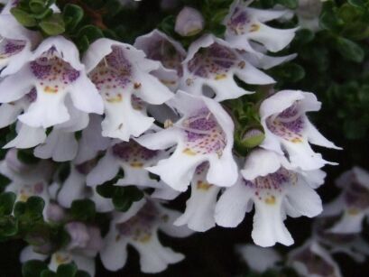Prostanthera cuneata Australijska mięta C2/20-30cm *K15w2
