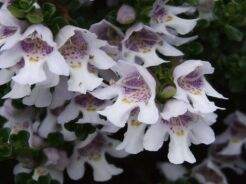 Prostanthera cuneata Australijska mięta C2/20-30cm *K15w2