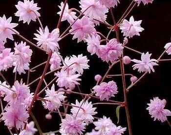 Rutewka Delavaya HEWITT'S DOUBLE Thalictrum delavayi 