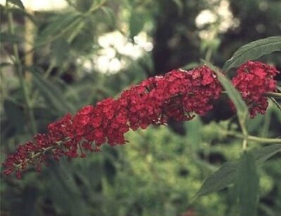 Budleja Dawida ROYAL RED Buddleja davidii /C3