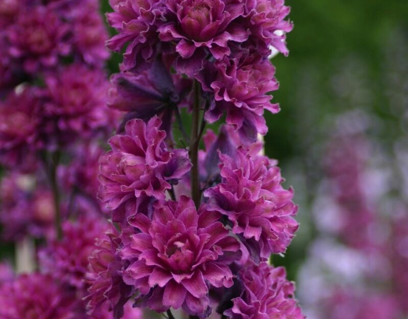 Ostróżka HIGHLANDER FLAMENCO Delphinium /P9 *K8
