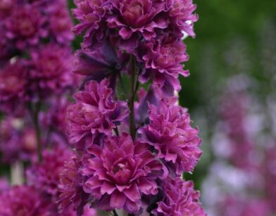 Ostróżka HIGHLANDER FLAMENCO Delphinium /P9 *K8