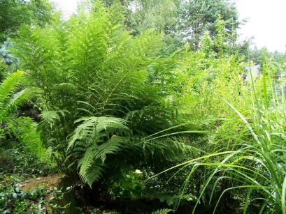 Wietlica alpejska Athyrium distentifolium A. alpestre /P9 *K16