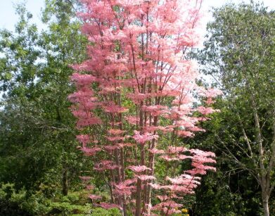 Toona sinensis FLAMINGO Cedrówka C2/40cm *K11