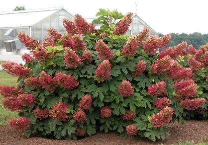 Hortensja dębolistna AMETHYST Hydrangea quercifolia C4/50cm *T6