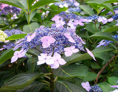  Hortensja piłkowana BLUE BIRD 6-letnia Hydrangea serrata /C20 *8