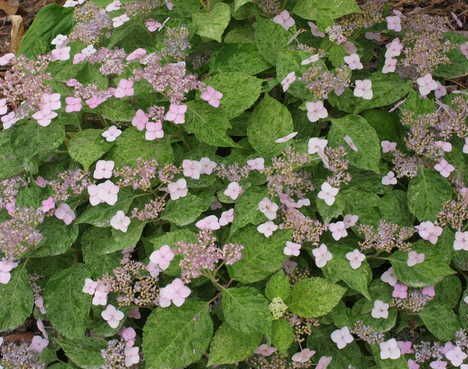 Hortensja piłkowana 'Kokonoe-yama' Hydrangea serrata /C3 *T12