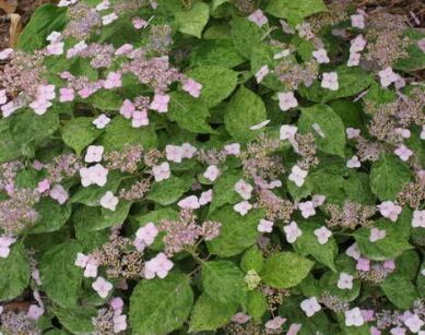 Hortensja piłkowana 'Kokonoe-yama' Hydrangea serrata /C5 *K19