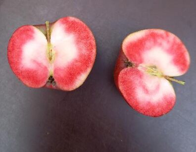 Jabłoń Niedźwieckiego PENDRAGON Jabłko cedrowe Malus ‪niedzwetzkyana C3/80-100cm *K6