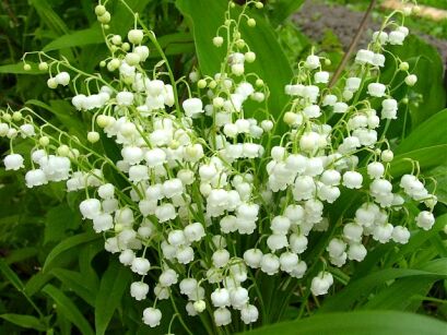Konwalia majowa Convallaria majalis /C2 *K25