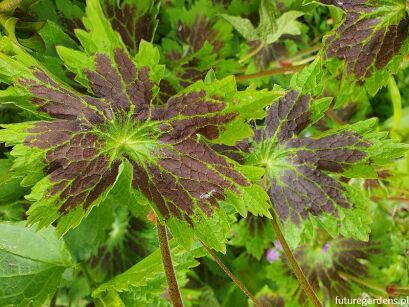 Bodziszek czarny SAMOBOR Geranium phaeum /C2 *K16