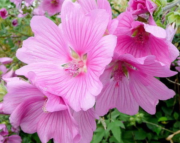 Ślazówka ROSEA Lavatera olbia /C2 *K10