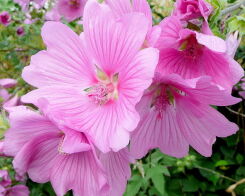 Ślazówka ROSEA Lavatera olbia /C2 *K10