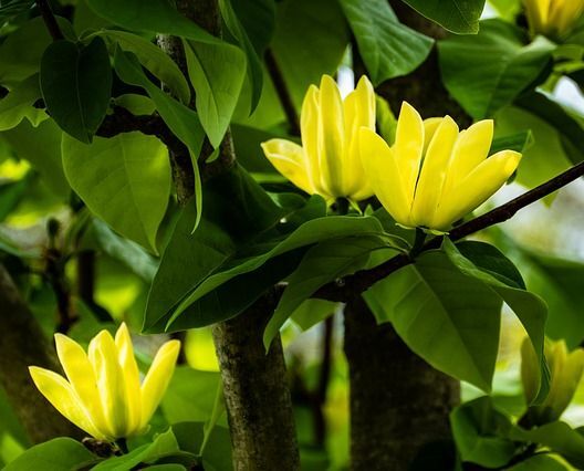 Magnolia OLIVIA C3/1-1,2m *T16
