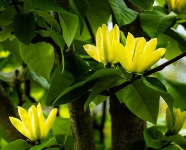 Magnolia OLIVIA C3/1-1,2m *T16