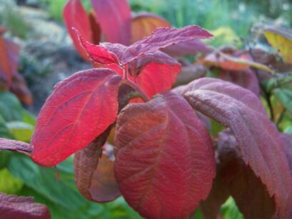 Tawuła japońska 'MACROPHYLLA' Spiraea japonica C12/50cm