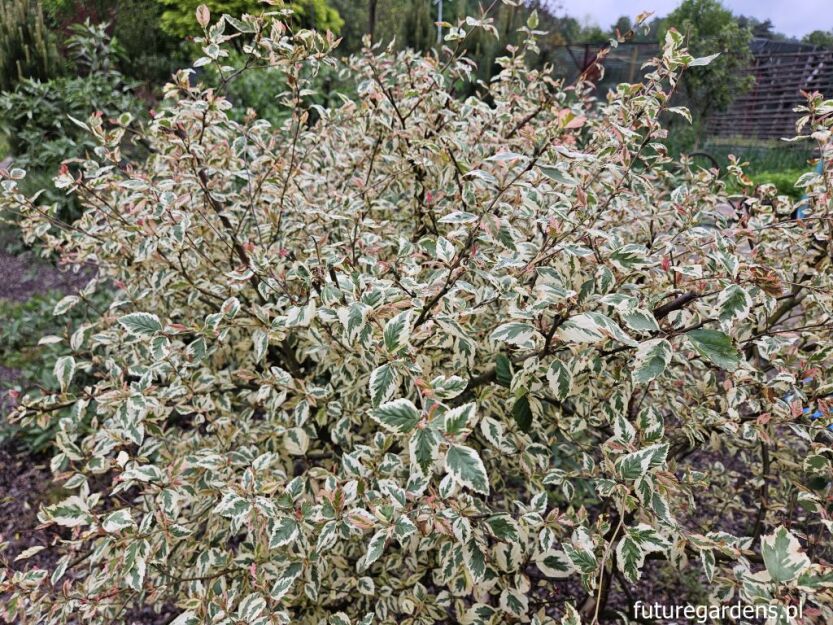 Brzoza nadrzeczna SHILOH SPLASH Betula nigra C5/60cm *K8